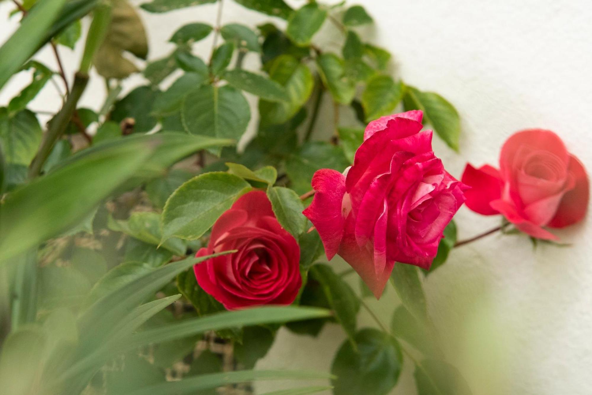 Growth House Bed & Breakfast Porto Dış mekan fotoğraf